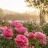 RosesArePink